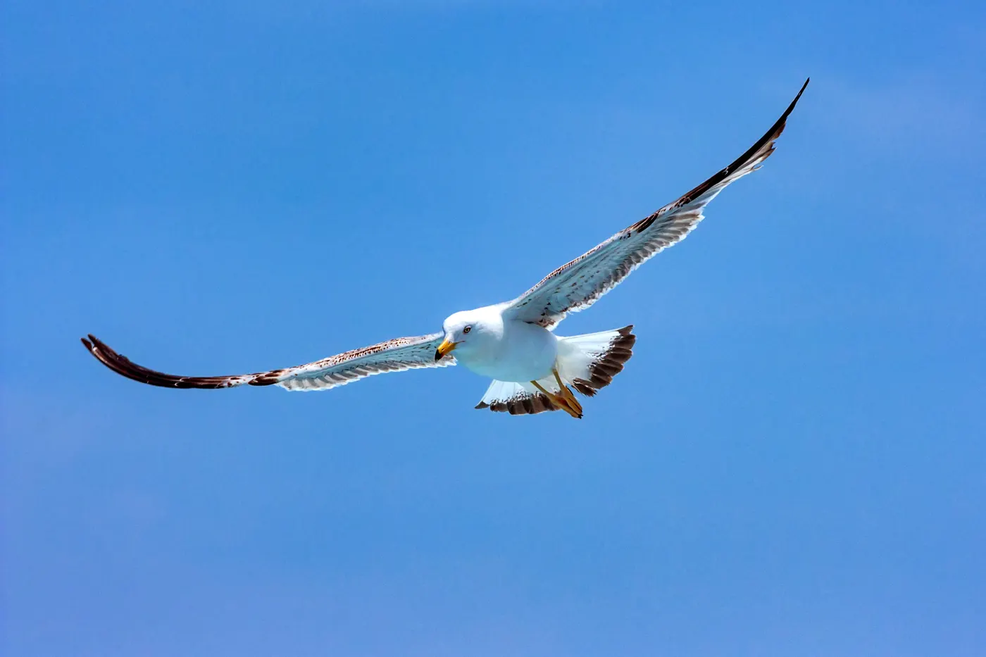 Seagull in Flight