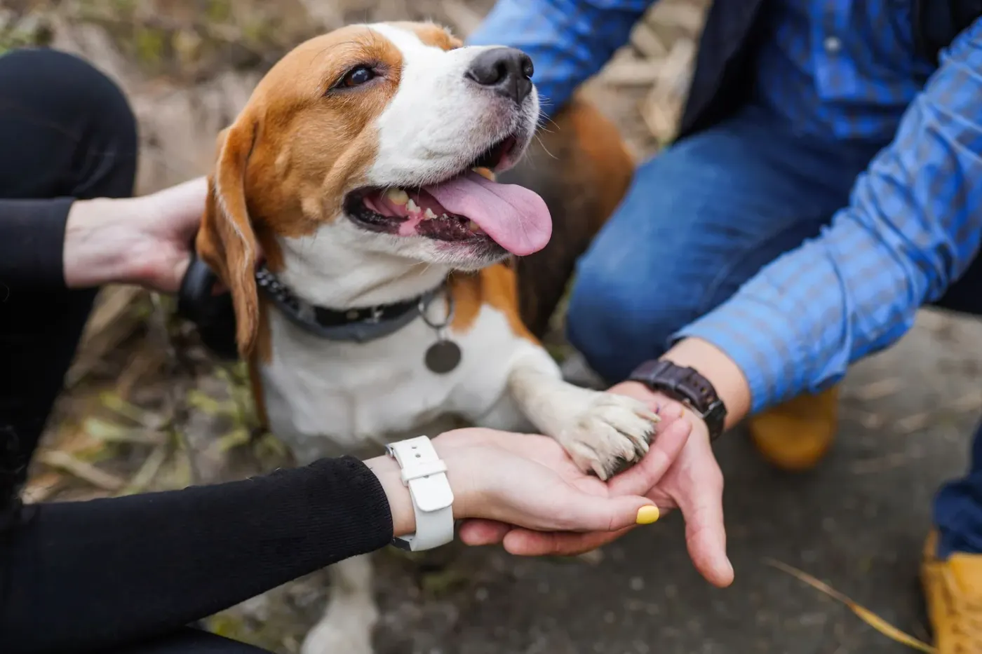 Healing and Our Companion Animals