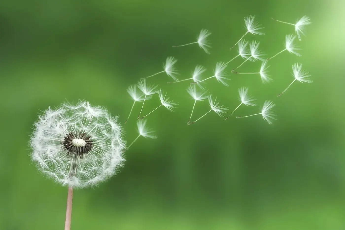 Of Course In Miracles When Love Becomes a Way of Life