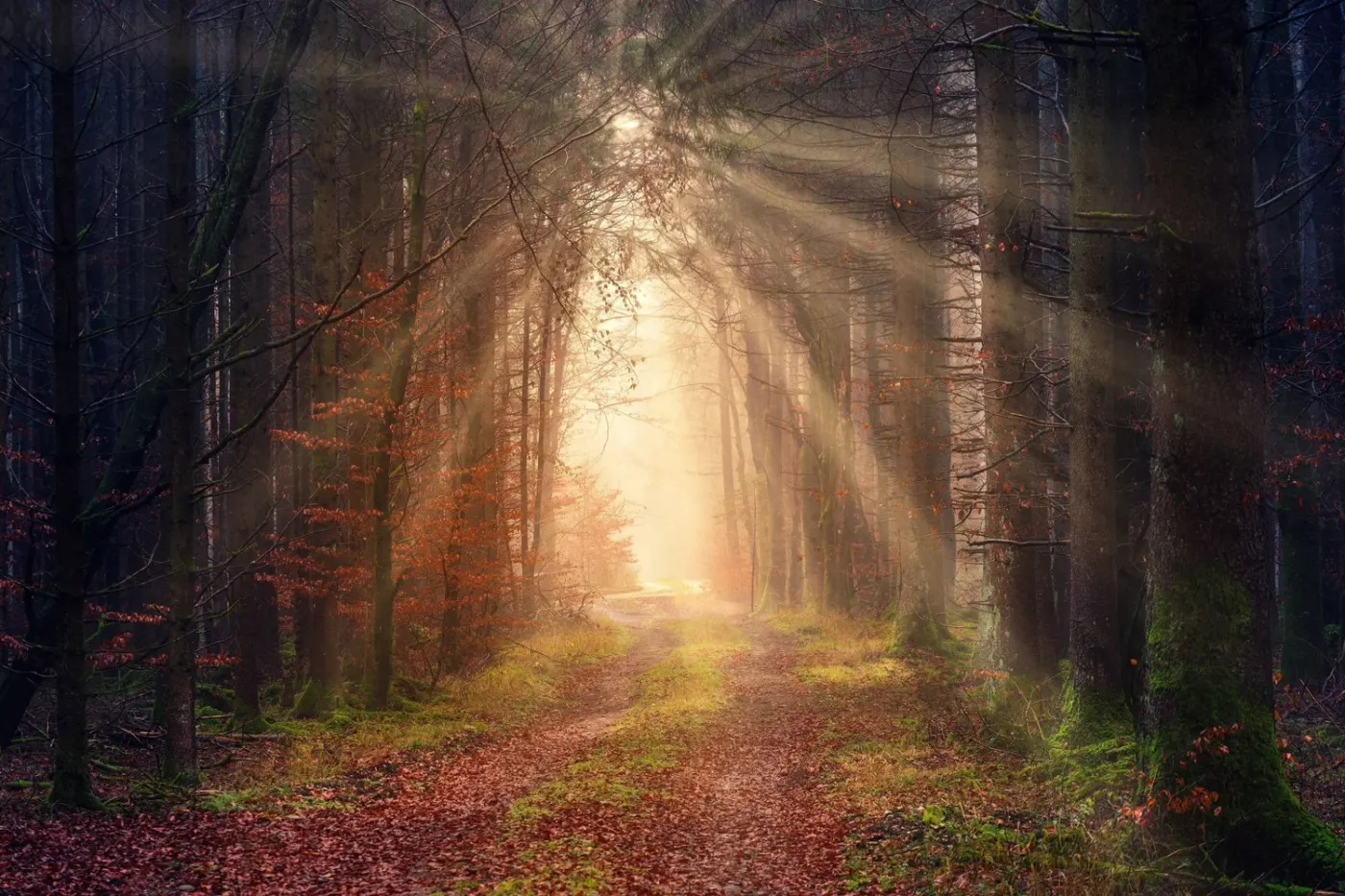Harmonizing Your Energy: A Holistic Path to Inner Peace