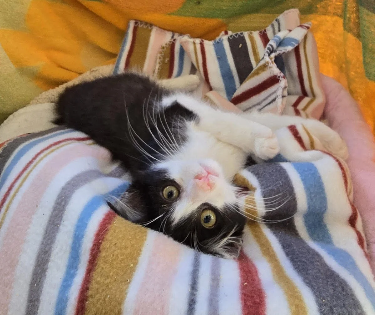 Eunice, a black and white kitten, lying on her back on a striped blanket and looking up at the camera