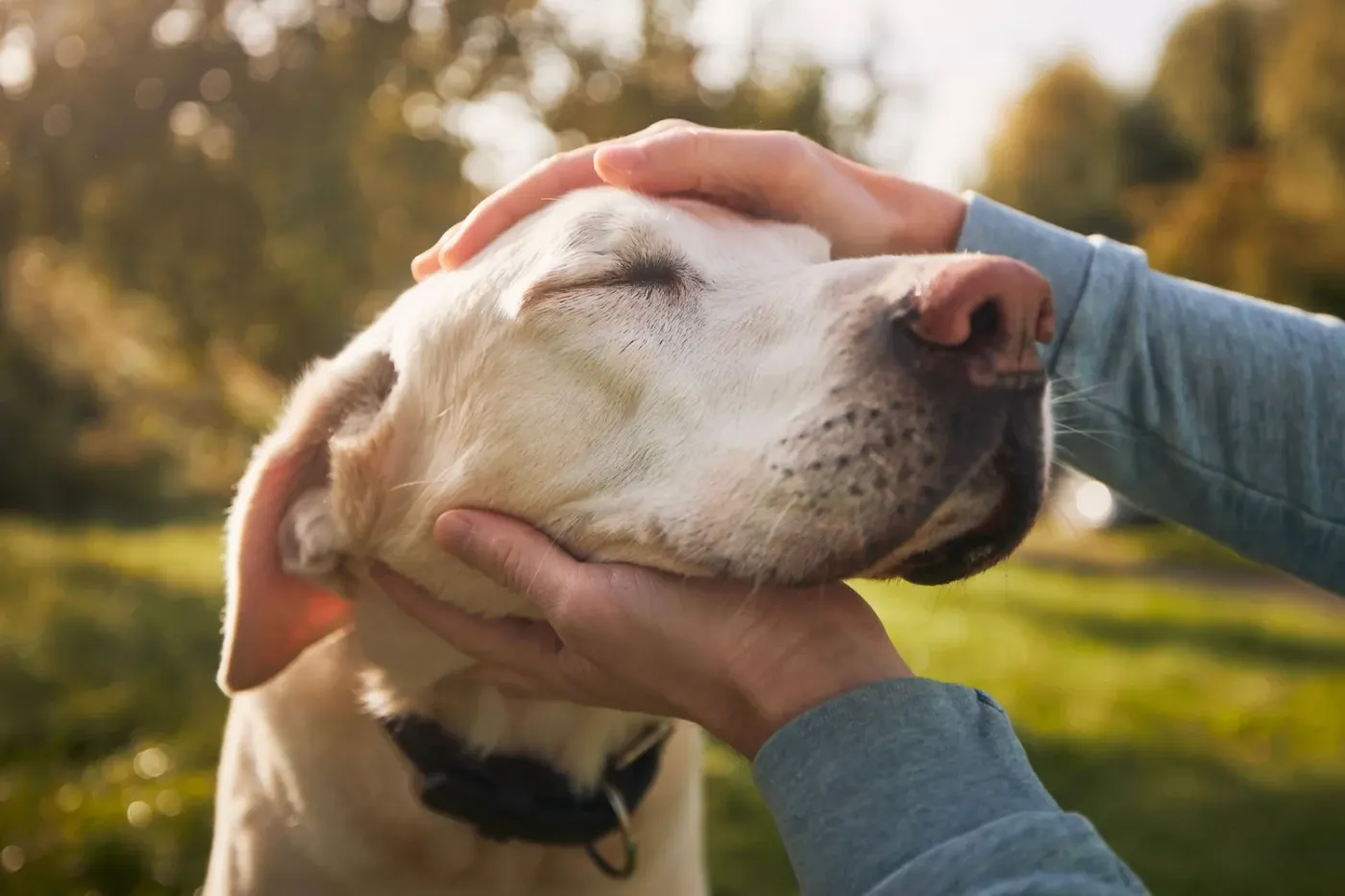 Five Human Feelings that Affect Our Pet’s Behavior