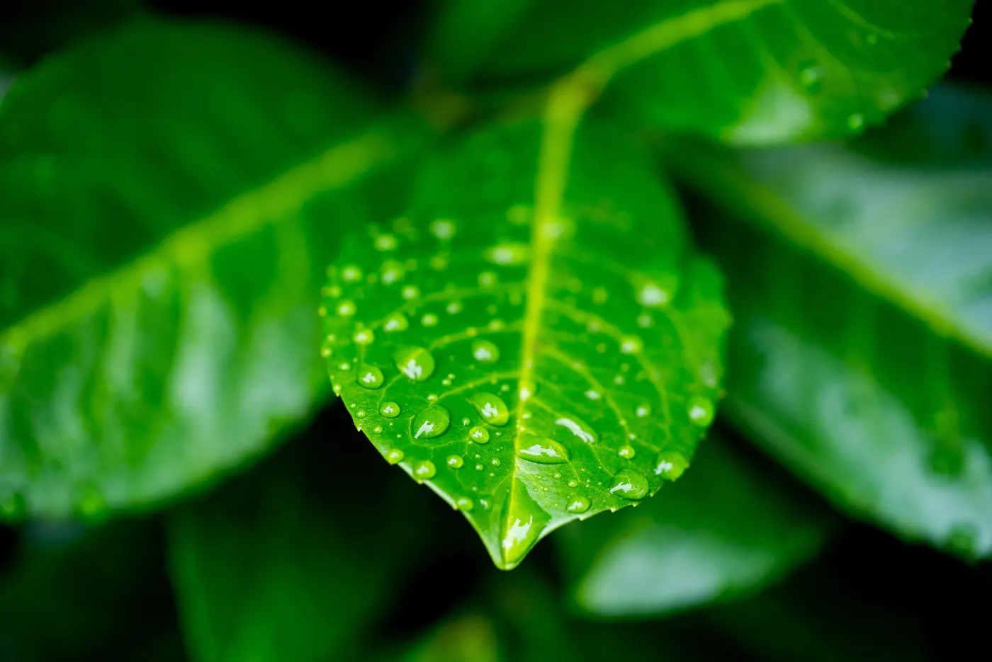 Summer Rain Haiku
